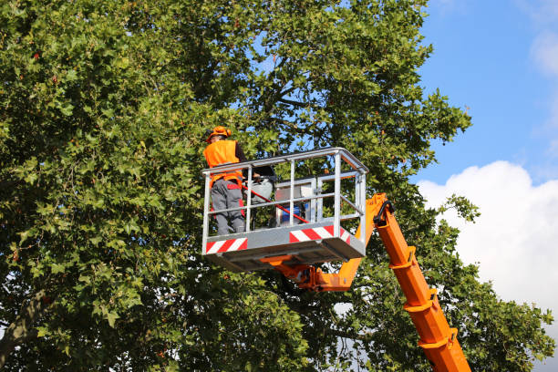 Reliable Ellicott, CO Tree Services Solutions